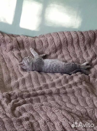 Отдам кошечку в добрые руки, писать What's app