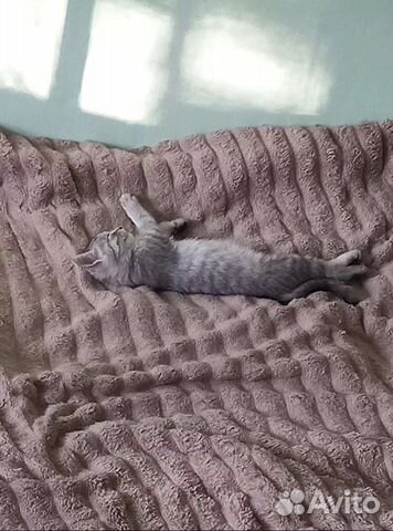 Отдам кошечку в добрые руки, писать What's app