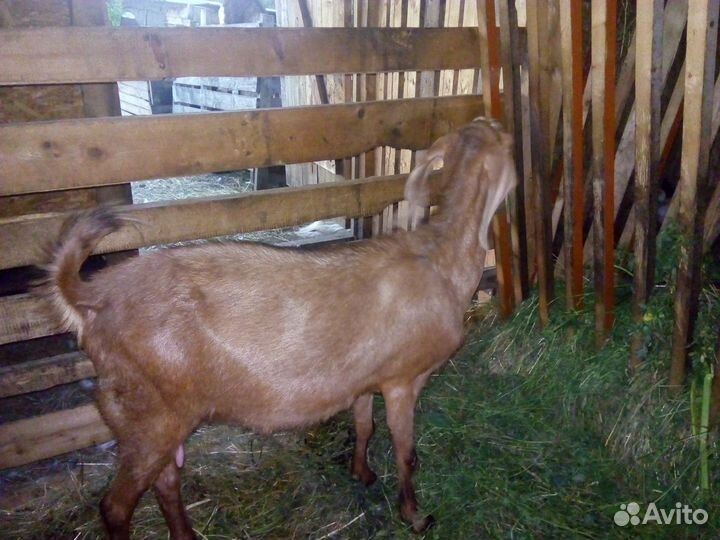 Продам козу и козла