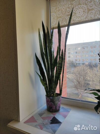 Сансевиерия щучий хвост