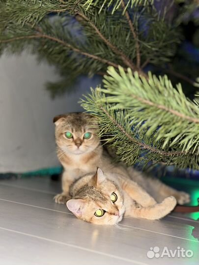 Кот вязка