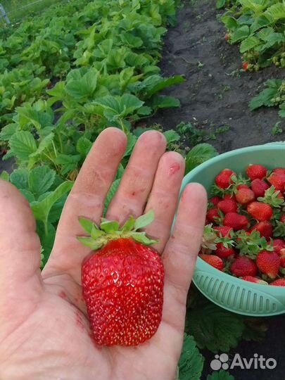 Рассада клубники