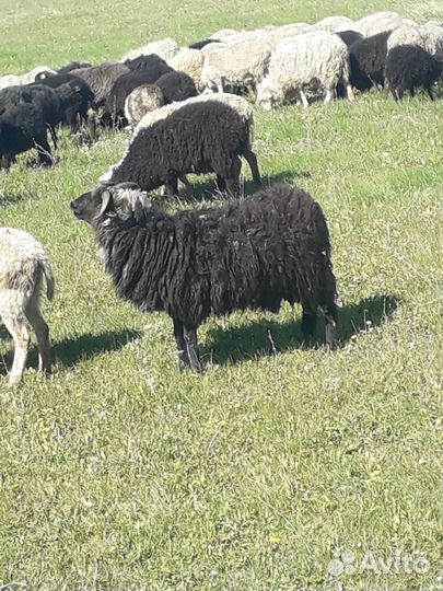 Овцы бараны