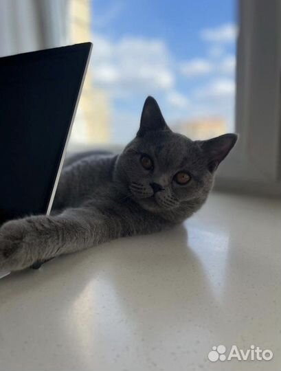 Британский кот для вязки