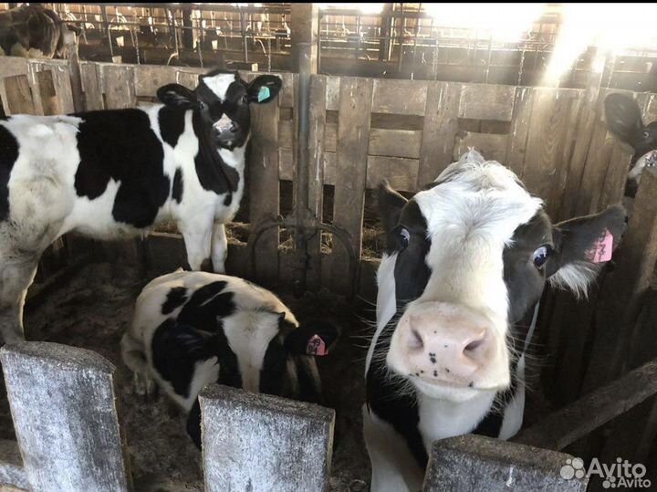 Бычки телята телки