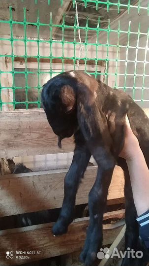 Козлик нубийский