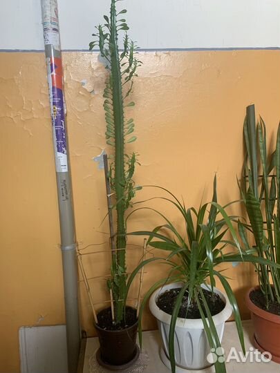 Кактус высокий