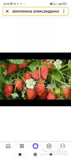 Земляника