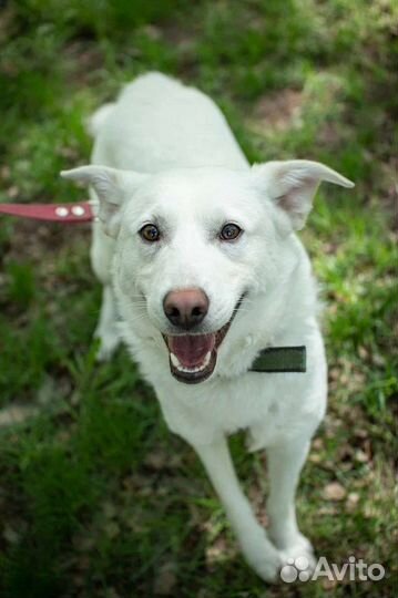 Прелестный малыш ищет дом