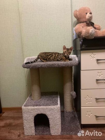 Домик для кошки, когтеточка/когтедралка