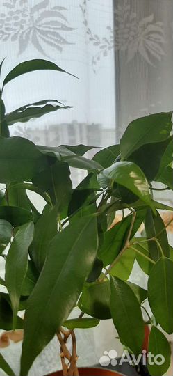 Фикус бенджамина