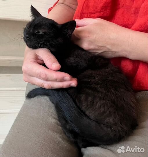 Котодевочка 3 месяца