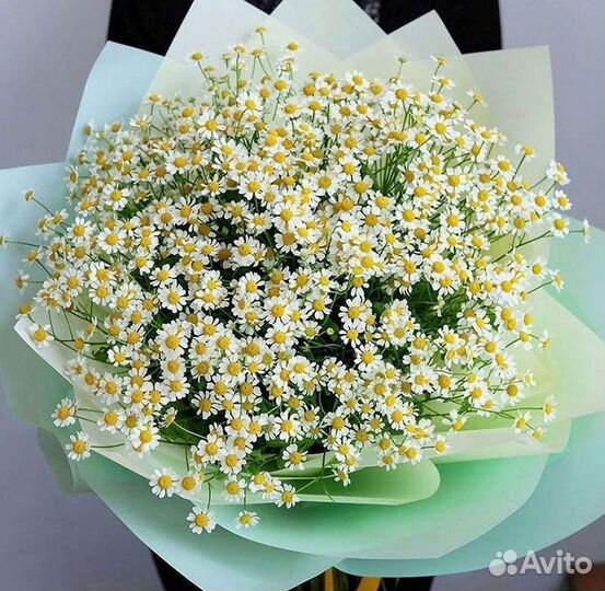 Цветы ромашки