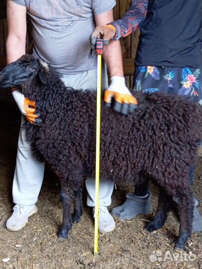 Овцы бараны ягнята