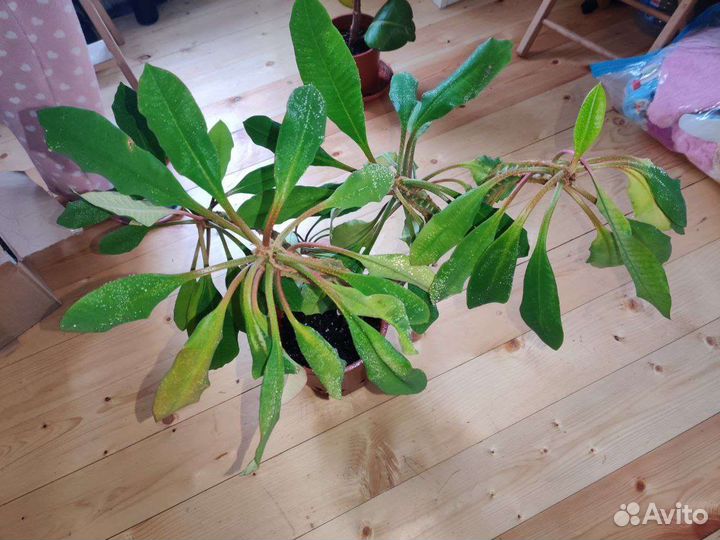 Молочай, фикус