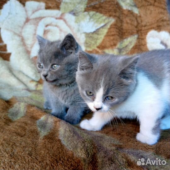 Отдам в добрые руки двух котят мальчик и девочка