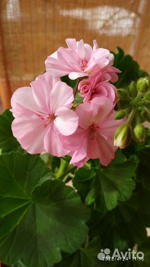 Пеларгония герань