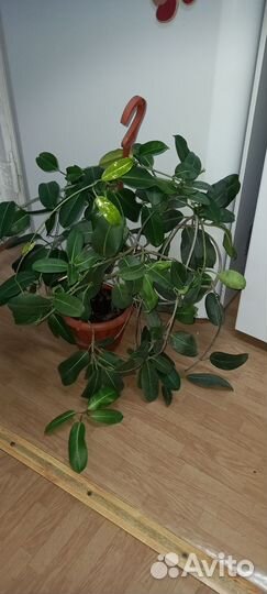 Стефанотис