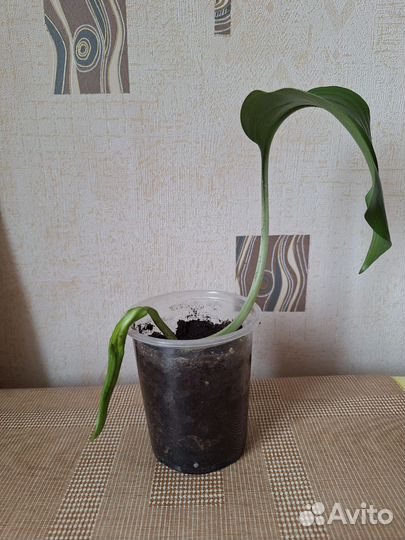 Эухарис амазонская лилия