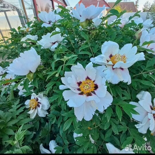 Пион древовидный