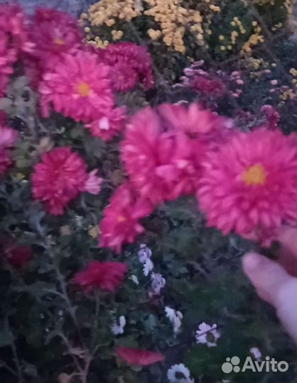 Хризантема корейская