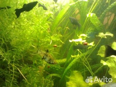 Рыбки,растения