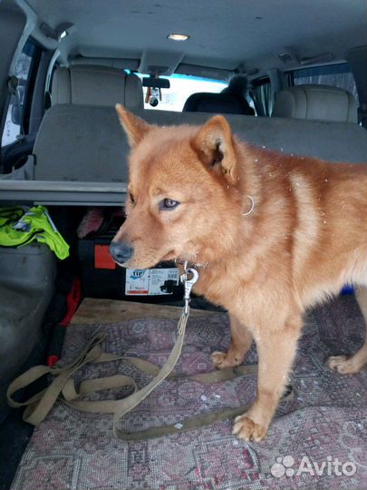 Вязка Карело-финская лайка