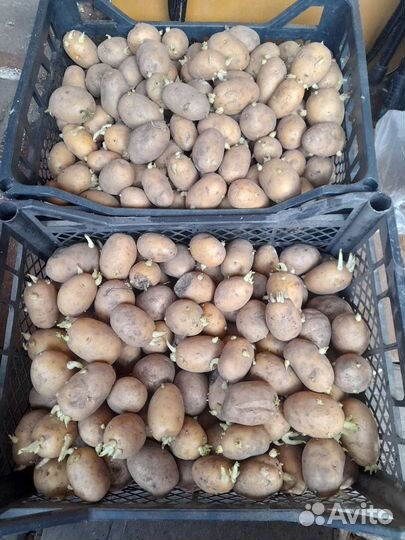 Семенной картофель