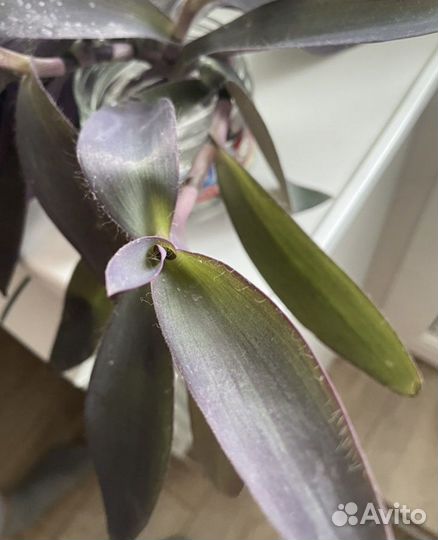 Традесканции