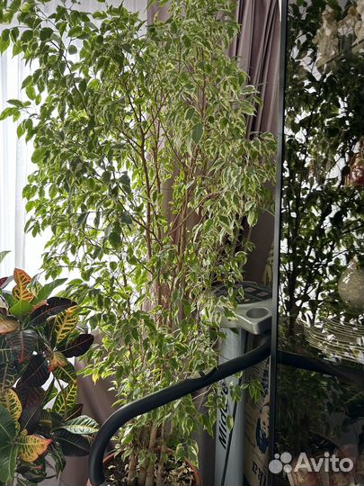 Комнатные растения цветы большие