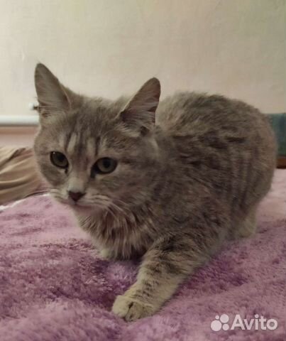 Кошка