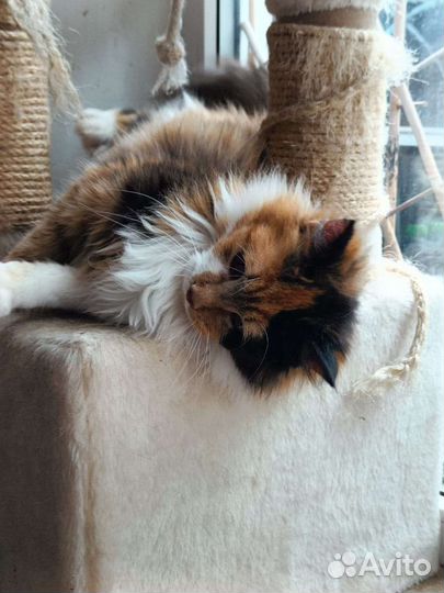 Кошка в дар