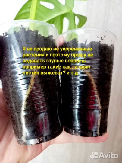 Монстера,филодендрон, калатея