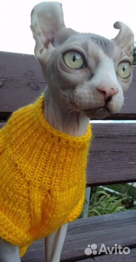 Котëнок Агнесса