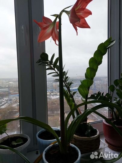 Гиппеаструм