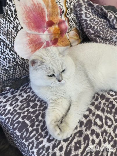 Британский кот вязка