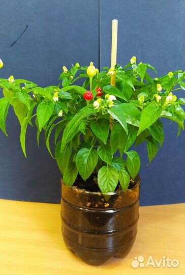 Перец комнатный острый