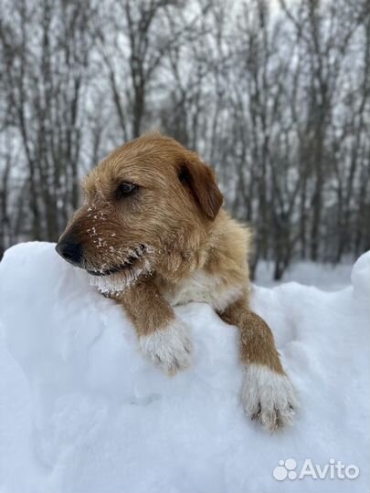 Ласковая Молли ищет дом