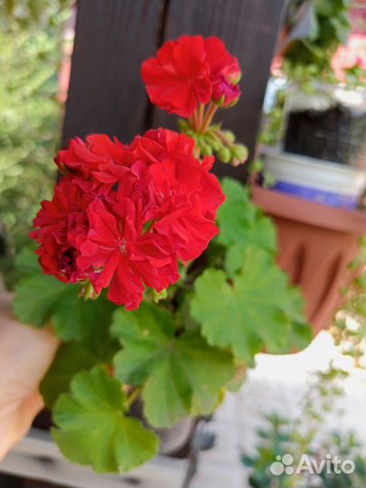 Герань пеларгония