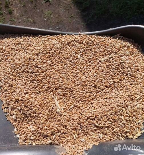 Фуражный ячмень, Пшеница озимая корма
