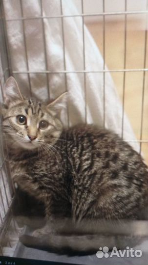 В добрые ручки