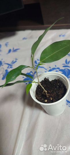 Комнатные цветы