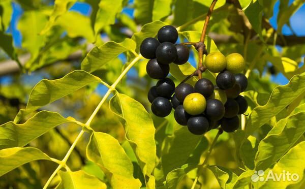 Саженцы Бархата Амурского (Пробковое дерево)