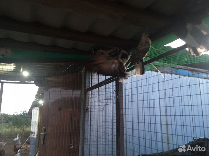 Голубь домашние