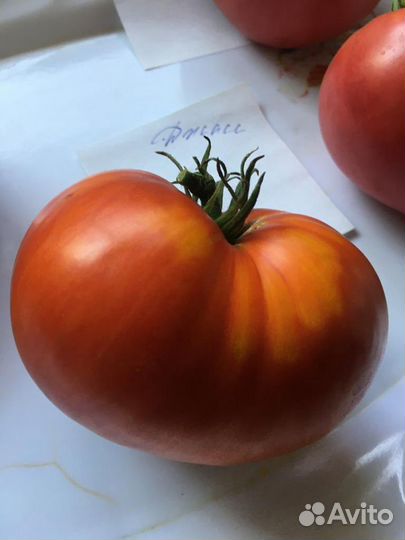 Редкие коллекционные сорта томатов
