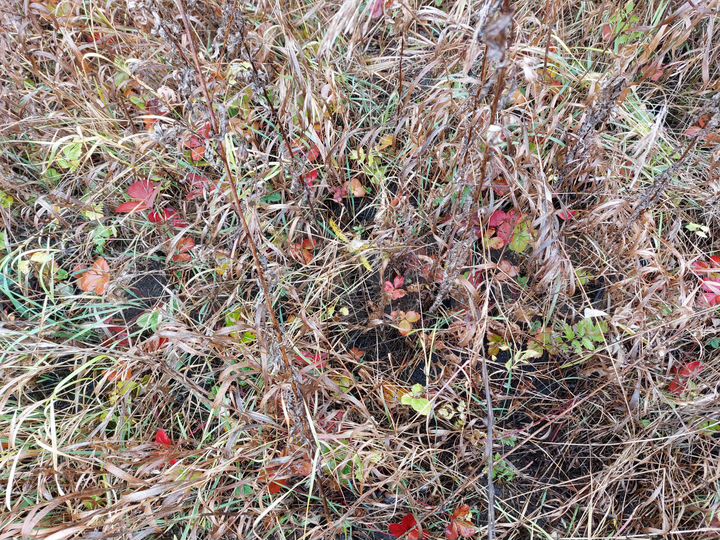 Участок 10 сот. (СНТ, ДНП)