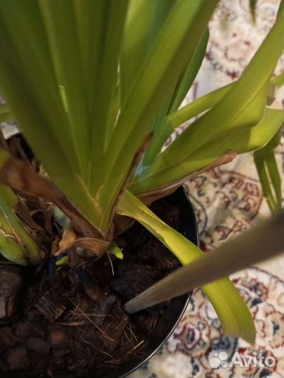 Цимбидиум Слоновая Кость