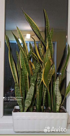 Сансевиерия с горшком