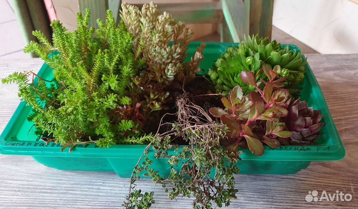 Суккуленты, очитки, седумы