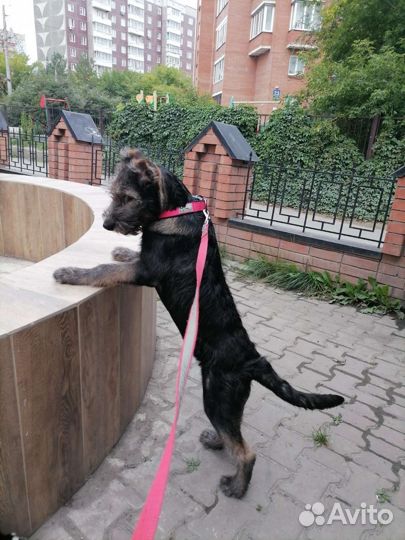 Собака в добрые руки щенок